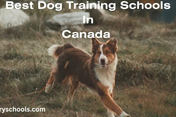 dog training schools in Canada 