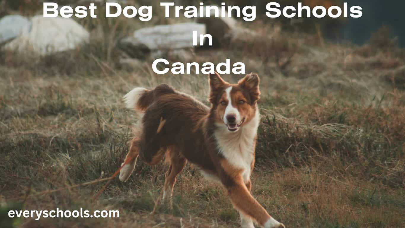 dog training schools in Canada 